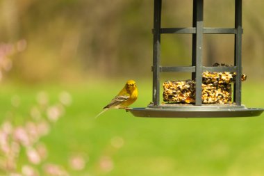 Beyaz kanatlı küçük, sarı bir çam bülbülü siyah metal bir kuş yemliğinin üzerine tünemiş, süette gagalıyor. Arka plan yeşil ve sessiz kahverenginin yumuşak bir karışımı, kuş izleme ve vahşi yaşam fotoğrafçılığı için doğal ve davetkar bir sahne oluşturuyor..