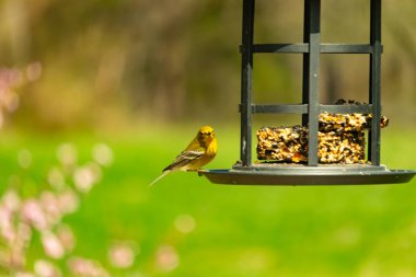 Beyaz kanatlı küçük, sarı bir çam bülbülü siyah metal bir kuş yemliğinin üzerine tünemiş, süette gagalıyor. Arka plan yeşil ve sessiz kahverenginin yumuşak bir karışımı, kuş izleme ve vahşi yaşam fotoğrafçılığı için doğal ve davetkar bir sahne oluşturuyor..