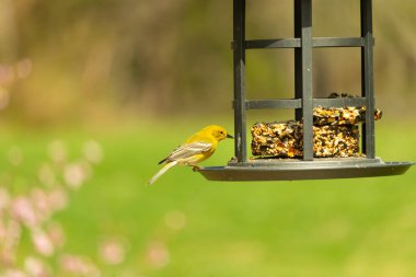 Beyaz kanatlı küçük, sarı bir çam bülbülü siyah metal bir kuş yemliğinin üzerine tünemiş, süette gagalıyor. Arka plan yeşil ve sessiz kahverenginin yumuşak bir karışımı, kuş izleme ve vahşi yaşam fotoğrafçılığı için doğal ve davetkar bir sahne oluşturuyor..