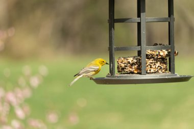 Beyaz kanatlı küçük, sarı bir çam bülbülü siyah metal bir kuş yemliğinin üzerine tünemiş, süette gagalıyor. Arka plan yeşil ve sessiz kahverenginin yumuşak bir karışımı, kuş izleme ve vahşi yaşam fotoğrafçılığı için doğal ve davetkar bir sahne oluşturuyor..