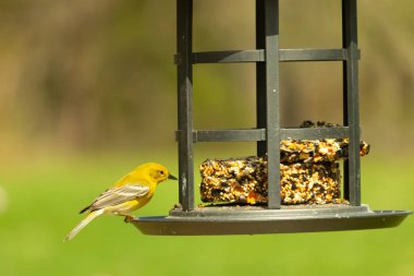 Beyaz kanatlı küçük, sarı bir çam bülbülü siyah metal bir kuş yemliğinin üzerine tünemiş, süette gagalıyor. Arka plan yeşil ve sessiz kahverenginin yumuşak bir karışımı, kuş izleme ve vahşi yaşam fotoğrafçılığı için doğal ve davetkar bir sahne oluşturuyor..