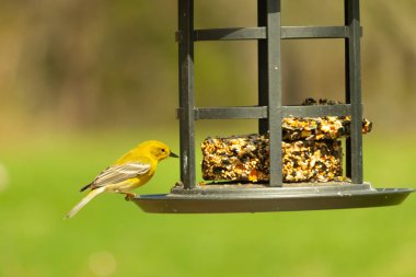 Beyaz kanatlı küçük, sarı bir çam bülbülü siyah metal bir kuş yemliğinin üzerine tünemiş, süette gagalıyor. Arka plan yeşil ve sessiz kahverenginin yumuşak bir karışımı, kuş izleme ve vahşi yaşam fotoğrafçılığı için doğal ve davetkar bir sahne oluşturuyor..