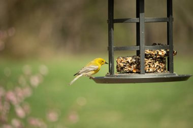 Beyaz kanatlı küçük, sarı bir çam bülbülü siyah metal bir kuş yemliğinin üzerine tünemiş, süette gagalıyor. Arka plan yeşil ve sessiz kahverenginin yumuşak bir karışımı, kuş izleme ve vahşi yaşam fotoğrafçılığı için doğal ve davetkar bir sahne oluşturuyor..