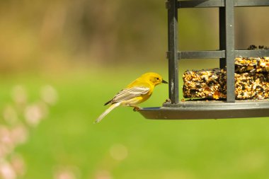 Beyaz kanatlı küçük, sarı bir çam bülbülü siyah metal bir kuş yemliğinin üzerine tünemiş, süette gagalıyor. Arka plan yeşil ve sessiz kahverenginin yumuşak bir karışımı, kuş izleme ve vahşi yaşam fotoğrafçılığı için doğal ve davetkar bir sahne oluşturuyor..