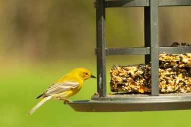 Beyaz kanatlı küçük, sarı bir çam bülbülü siyah metal bir kuş yemliğinin üzerine tünemiş, süette gagalıyor. Arka plan yeşil ve sessiz kahverenginin yumuşak bir karışımı, kuş izleme ve vahşi yaşam fotoğrafçılığı için doğal ve davetkar bir sahne oluşturuyor..