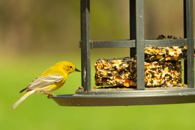 Beyaz kanatlı küçük, sarı bir çam bülbülü siyah metal bir kuş yemliğinin üzerine tünemiş, süette gagalıyor. Arka plan yeşil ve sessiz kahverenginin yumuşak bir karışımı, kuş izleme ve vahşi yaşam fotoğrafçılığı için doğal ve davetkar bir sahne oluşturuyor..