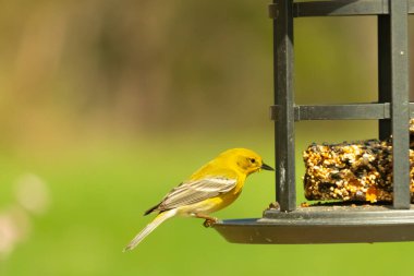 Beyaz kanatlı küçük, sarı bir çam bülbülü siyah metal bir kuş yemliğinin üzerine tünemiş, süette gagalıyor. Arka plan yeşil ve sessiz kahverenginin yumuşak bir karışımı, kuş izleme ve vahşi yaşam fotoğrafçılığı için doğal ve davetkar bir sahne oluşturuyor..