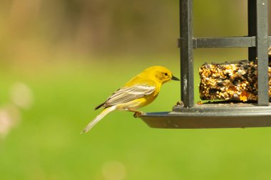 Beyaz kanatlı küçük, sarı bir çam bülbülü siyah metal bir kuş yemliğinin üzerine tünemiş, süette gagalıyor. Arka plan yeşil ve sessiz kahverenginin yumuşak bir karışımı, kuş izleme ve vahşi yaşam fotoğrafçılığı için doğal ve davetkar bir sahne oluşturuyor..