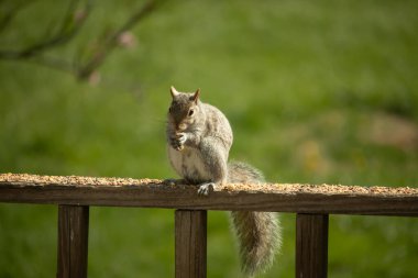 Çalı kuyruklu gri bir sincap, sıcak ışıkla aydınlatılan ahşap korkulukların üzerinde duruyor. Vahşi yaşam, doğa, hayvan portresi, arka bahçe hayvanları, yakın plan..