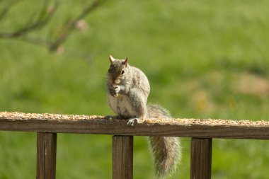 Çalı kuyruklu gri bir sincap, sıcak ışıkla aydınlatılan ahşap korkulukların üzerinde duruyor. Vahşi yaşam, doğa, hayvan portresi, arka bahçe hayvanları, yakın plan..