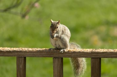 Çalı kuyruklu gri bir sincap, sıcak ışıkla aydınlatılan ahşap korkulukların üzerinde duruyor. Vahşi yaşam, doğa, hayvan portresi, arka bahçe hayvanları, yakın plan..