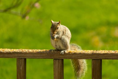 Çalı kuyruklu gri bir sincap, sıcak ışıkla aydınlatılan ahşap korkulukların üzerinde duruyor. Vahşi yaşam, doğa, hayvan portresi, arka bahçe hayvanları, yakın plan..