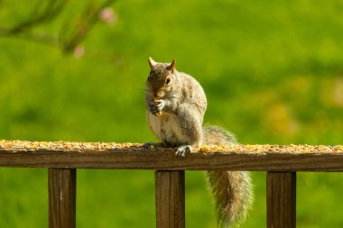 Çalı kuyruklu gri bir sincap, sıcak ışıkla aydınlatılan ahşap korkulukların üzerinde duruyor. Vahşi yaşam, doğa, hayvan portresi, arka bahçe hayvanları, yakın plan..