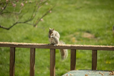 Çalı kuyruklu gri bir sincap, sıcak ışıkla aydınlatılan ahşap korkulukların üzerinde duruyor. Vahşi yaşam, doğa, hayvan portresi, arka bahçe hayvanları, yakın plan..