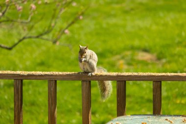 Çalı kuyruklu gri bir sincap, sıcak ışıkla aydınlatılan ahşap korkulukların üzerinde duruyor. Vahşi yaşam, doğa, hayvan portresi, arka bahçe hayvanları, yakın plan..