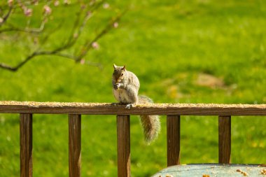 Çalı kuyruklu gri bir sincap, sıcak ışıkla aydınlatılan ahşap korkulukların üzerinde duruyor. Vahşi yaşam, doğa, hayvan portresi, arka bahçe hayvanları, yakın plan..