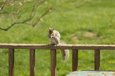Çalı kuyruklu gri bir sincap, sıcak ışıkla aydınlatılan ahşap korkulukların üzerinde duruyor. Vahşi yaşam, doğa, hayvan portresi, arka bahçe hayvanları, yakın plan..