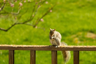 Çalı kuyruklu gri bir sincap, sıcak ışıkla aydınlatılan ahşap korkulukların üzerinde duruyor. Vahşi yaşam, doğa, hayvan portresi, arka bahçe hayvanları, yakın plan..