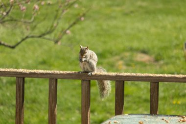 Çalı kuyruklu gri bir sincap, sıcak ışıkla aydınlatılan ahşap korkulukların üzerinde duruyor. Vahşi yaşam, doğa, hayvan portresi, arka bahçe hayvanları, yakın plan..