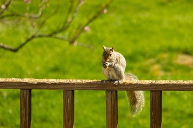 Çalı kuyruklu gri bir sincap, sıcak ışıkla aydınlatılan ahşap korkulukların üzerinde duruyor. Vahşi yaşam, doğa, hayvan portresi, arka bahçe hayvanları, yakın plan..