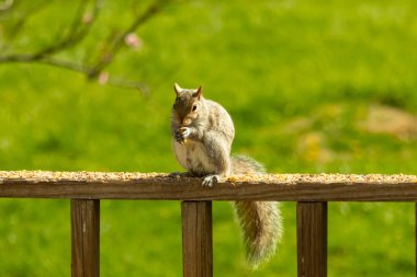 Çalı kuyruklu gri bir sincap, sıcak ışıkla aydınlatılan ahşap korkulukların üzerinde duruyor. Vahşi yaşam, doğa, hayvan portresi, arka bahçe hayvanları, yakın plan..