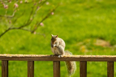 Çalı kuyruklu gri bir sincap, sıcak ışıkla aydınlatılan ahşap korkulukların üzerinde duruyor. Vahşi yaşam, doğa, hayvan portresi, arka bahçe hayvanları, yakın plan..