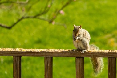 Çalı kuyruklu gri bir sincap, sıcak ışıkla aydınlatılan ahşap korkulukların üzerinde duruyor. Vahşi yaşam, doğa, hayvan portresi, arka bahçe hayvanları, yakın plan..