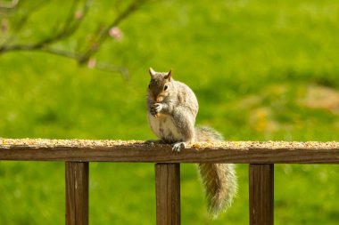 Çalı kuyruklu gri bir sincap, sıcak ışıkla aydınlatılan ahşap korkulukların üzerinde duruyor. Vahşi yaşam, doğa, hayvan portresi, arka bahçe hayvanları, yakın plan..