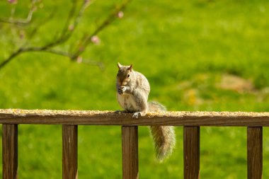 Çalı kuyruklu gri bir sincap, sıcak ışıkla aydınlatılan ahşap korkulukların üzerinde duruyor. Vahşi yaşam, doğa, hayvan portresi, arka bahçe hayvanları, yakın plan..