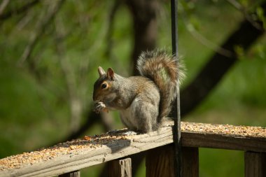 Çalı kuyruklu gri bir sincap, sıcak ışıkla aydınlatılan ahşap korkulukların üzerinde duruyor. Vahşi yaşam, doğa, hayvan portresi, arka bahçe hayvanları, yakın plan..