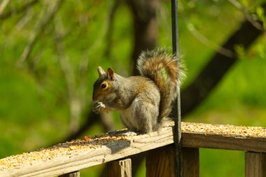 Çalı kuyruklu gri bir sincap, sıcak ışıkla aydınlatılan ahşap korkulukların üzerinde duruyor. Vahşi yaşam, doğa, hayvan portresi, arka bahçe hayvanları, yakın plan..