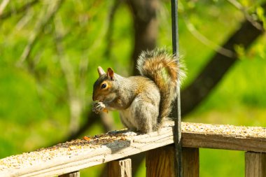 Çalı kuyruklu gri bir sincap, sıcak ışıkla aydınlatılan ahşap korkulukların üzerinde duruyor. Vahşi yaşam, doğa, hayvan portresi, arka bahçe hayvanları, yakın plan..