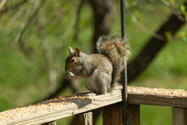 Çalı kuyruklu gri bir sincap, sıcak ışıkla aydınlatılan ahşap korkulukların üzerinde duruyor. Vahşi yaşam, doğa, hayvan portresi, arka bahçe hayvanları, yakın plan..