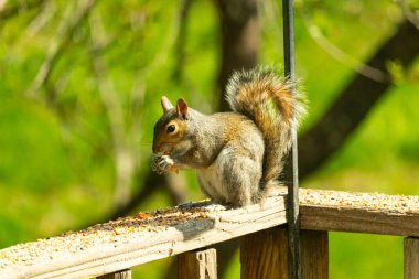 Çalı kuyruklu gri bir sincap, sıcak ışıkla aydınlatılan ahşap korkulukların üzerinde duruyor. Vahşi yaşam, doğa, hayvan portresi, arka bahçe hayvanları, yakın plan..