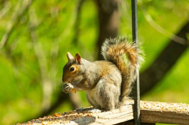 Çalı kuyruklu gri bir sincap, sıcak ışıkla aydınlatılan ahşap korkulukların üzerinde duruyor. Vahşi yaşam, doğa, hayvan portresi, arka bahçe hayvanları, yakın plan..