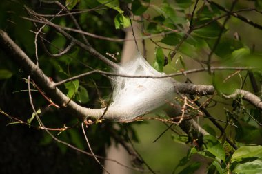Önde gelen bir ipek ağ, muhtemelen bir tırtıl yuvası, bir ağacın yeşil yaprakları ve dalları arasında yuva yapar. Doğal ışıklandırma, ağın canlı yapraklara karşı hassas dokusunu vurgular. Bu da bahar ya da yaz başı olduğunu gösterir..