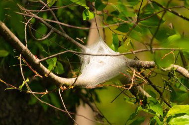 Önde gelen bir ipek ağ, muhtemelen bir tırtıl yuvası, bir ağacın yeşil yaprakları ve dalları arasında yuva yapar. Doğal ışıklandırma, ağın canlı yapraklara karşı hassas dokusunu vurgular. Bu da bahar ya da yaz başı olduğunu gösterir..