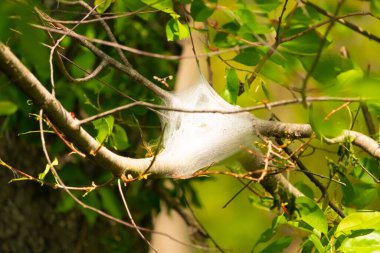 Önde gelen bir ipek ağ, muhtemelen bir tırtıl yuvası, bir ağacın yeşil yaprakları ve dalları arasında yuva yapar. Doğal ışıklandırma, ağın canlı yapraklara karşı hassas dokusunu vurgular. Bu da bahar ya da yaz başı olduğunu gösterir..