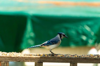 Bu şirin mavi kuş, ahşap korkuluklara tünediği için oldukça meraklı görünüyordu. Odaklanmak için başını yana eğdi. Yas ve serçe arasındaydı..