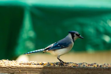 Bu şirin mavi kuş, ahşap korkuluklara tünediği için oldukça meraklı görünüyordu. Odaklanmak için başını yana eğdi. Yas ve serçe arasındaydı..