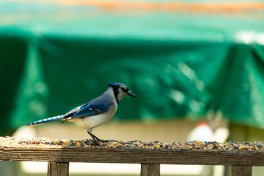 Bu şirin mavi kuş, ahşap korkuluklara tünediği için oldukça meraklı görünüyordu. Odaklanmak için başını yana eğdi. Yas ve serçe arasındaydı..