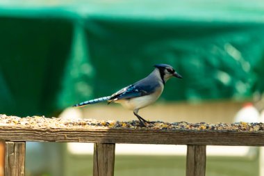 Bu şirin mavi kuş, ahşap korkuluklara tünediği için oldukça meraklı görünüyordu. Odaklanmak için başını yana eğdi. Yas ve serçe arasındaydı..