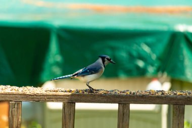 Bu şirin mavi kuş, ahşap korkuluklara tünediği için oldukça meraklı görünüyordu. Odaklanmak için başını yana eğdi. Yas ve serçe arasındaydı..