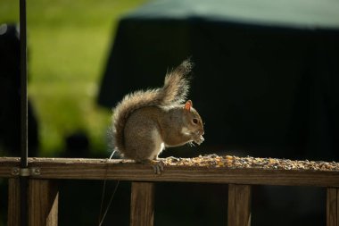 Çalı kuyruklu gri bir sincap, sıcak ışıkla aydınlatılan ahşap korkulukların üzerinde duruyor. Vahşi yaşam, doğa, hayvan portresi, arka bahçe hayvanları, yakın plan..