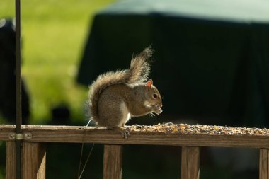 Çalı kuyruklu gri bir sincap, sıcak ışıkla aydınlatılan ahşap korkulukların üzerinde duruyor. Vahşi yaşam, doğa, hayvan portresi, arka bahçe hayvanları, yakın plan..