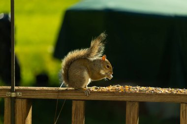 Çalı kuyruklu gri bir sincap, sıcak ışıkla aydınlatılan ahşap korkulukların üzerinde duruyor. Vahşi yaşam, doğa, hayvan portresi, arka bahçe hayvanları, yakın plan..
