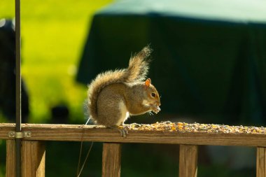 Çalı kuyruklu gri bir sincap, sıcak ışıkla aydınlatılan ahşap korkulukların üzerinde duruyor. Vahşi yaşam, doğa, hayvan portresi, arka bahçe hayvanları, yakın plan..