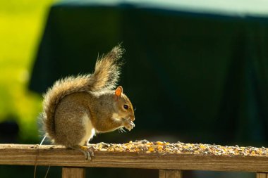 Çalı kuyruklu gri bir sincap, sıcak ışıkla aydınlatılan ahşap korkulukların üzerinde duruyor. Vahşi yaşam, doğa, hayvan portresi, arka bahçe hayvanları, yakın plan..
