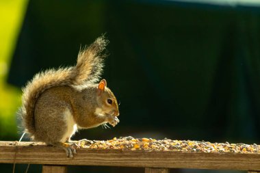 Çalı kuyruklu gri bir sincap, sıcak ışıkla aydınlatılan ahşap korkulukların üzerinde duruyor. Vahşi yaşam, doğa, hayvan portresi, arka bahçe hayvanları, yakın plan..