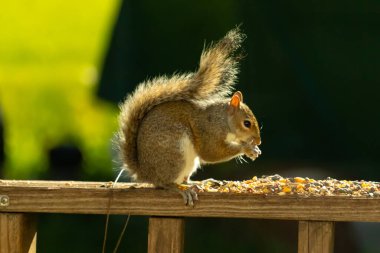 Çalı kuyruklu gri bir sincap, sıcak ışıkla aydınlatılan ahşap korkulukların üzerinde duruyor. Vahşi yaşam, doğa, hayvan portresi, arka bahçe hayvanları, yakın plan..